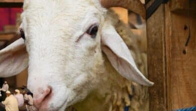 Jadwal Lengkap Puasa Arafah dan Idul Adha 1446 H Menurut Muhammadiyah