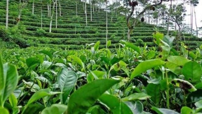 Teh Indonesia Ini Punya ‘Heritage of Pride’, Lebih Dari Sekadar Rasa