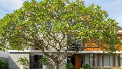 4 Jenis Pohon Ketapang Terbaik untuk Halaman Minimalis: Estetis, Mudah Rawat & Aman Bangunan