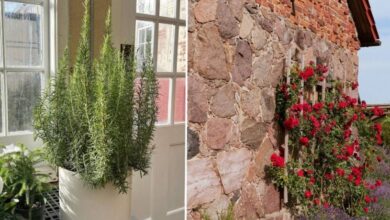 5 Tanaman Hias Anti Ulat yang Cantik, Mudah Dirawat, dan Bikin Rumah Lebih Sejuk