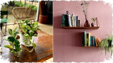 6 Tanaman Hias Meja Populer & Mudah Dirawat untuk Percantik & Segarkan Rumahmu