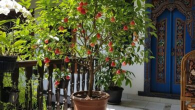 5 Pohon Buah Tidak Tinggi: Jambu Air, Mangga Kerdil & Jeruk, Ideal untuk Lahan Terbatas Rumah