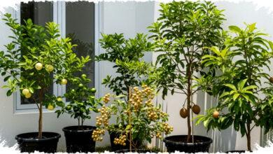 5 Tanaman Buah Menguntungkan untuk Lahan Sempit di Rumah, Mudah Dirawat & Cepat Berbuah