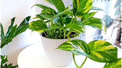 5 Tanaman Hias Gantung untuk Teras Kecil: Praktis, Estetik & Tidak Cepat Rimbun