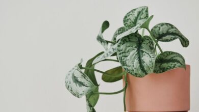 5 Tanaman Penghambat Rezeki Menurut Fengsui, Hindari di Rumah Agar Energi Positif Lancar!