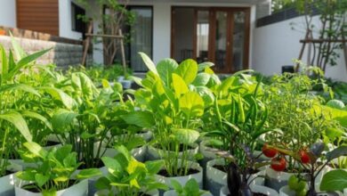 7 Tanaman Sayur Mudah Ditanam di Polybag, Solusi Kebun Mini di Rumah Tanpa Repot