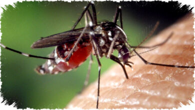 Cara Efektif Bersihkan Rumah Saat Musim Hujan agar Bebas Nyamuk dan Lebih Sehat