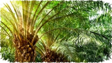 KBBI Sebut Sawit Pohon Padahal Secara Botani Bukan Berkayu Apakah Definisi Ini Tepat dan Ilmiah?