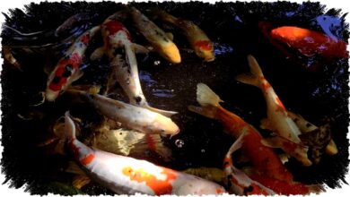 5 Inspirasi Desain Kolam Ikan di Ruang Tamu Hidupkan Suasana Alami, Ciptakan Focal Point Estetik yang Menenangkan dan Elegan