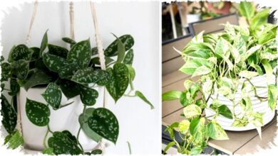 5 Jenis Sirih Gading Cantik Untuk Dekorasi Rumah, Pilih Mana Sesuai Karakter dan Cahaya Ruang Kamu?