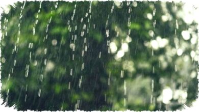 Udara Lembap Picu Jamur Berbahaya, Ancaman Tersembunyi di Musim Hujan yang Sulit Diabaikan