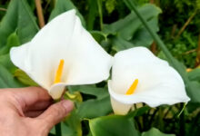 20 Bunga Putih Terindah untuk Taman, Pilihan Tahan Panas dan Mudah Dirawat