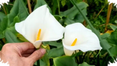 20 Bunga Putih Terindah untuk Taman, Pilihan Tahan Panas dan Mudah Dirawat